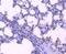 ELAV Like RNA Binding Protein 1 antibody, NBP2-75532, Novus Biologicals, Immunohistochemistry paraffin image 