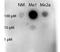 Signal Transducer And Activator Of Transcription 5A antibody, orb345724, Biorbyt, Dot Blot image 
