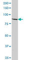 MAGE Family Member D1 antibody, LS-C134002, Lifespan Biosciences, Western Blot image 