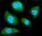 Guanine nucleotide-binding protein G(I)/G(S)/G(T) subunit beta-1 antibody, M04650, Boster Biological Technology, Immunofluorescence image 