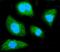 G Protein Subunit Beta 1 antibody, M04650, Boster Biological Technology, Immunofluorescence image 