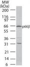 GATA Zinc Finger Domain Containing 2B antibody, PA1-41333, Invitrogen Antibodies, Western Blot image 