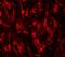 Leucine Carboxyl Methyltransferase 2 antibody, NBP1-76585, Novus Biologicals, Immunofluorescence image 