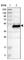 Testin LIM Domain Protein antibody, HPA018123, Atlas Antibodies, Western Blot image 