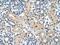 G Protein-Coupled Receptor 161 antibody, NBP1-69244, Novus Biologicals, Immunohistochemistry paraffin image 