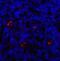 Lymphocyte Activating 3 antibody, A02869, Boster Biological Technology, Immunofluorescence image 