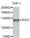 Interferon Induced With Helicase C Domain 1 antibody, MBS127799, MyBioSource, Western Blot image 