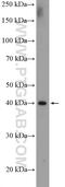 WD repeat-containing protein 74 antibody, 20631-1-AP, Proteintech Group, Western Blot image 