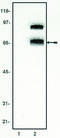 Transcription Factor 4 antibody, MBS395015, MyBioSource, Western Blot image 