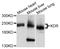 Kinase Insert Domain Receptor antibody, TA332786, Origene, Western Blot image 