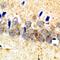 Sortilin 1 antibody, LS-C668404, Lifespan Biosciences, Immunohistochemistry paraffin image 