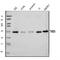 Transmembrane P24 Trafficking Protein 5 antibody, A12319-1, Boster Biological Technology, Western Blot image 