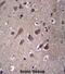 Phosphatase And Actin Regulator 3 antibody, abx027046, Abbexa, Immunohistochemistry frozen image 