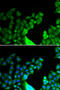 BCL2 Like 14 antibody, STJ28561, St John