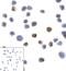 Lymphocyte Activating 3 antibody, RF16082, ProSci, Immunocytochemistry image 