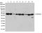 Glycogen Synthase Kinase 3 Beta antibody, 701102, Invitrogen Antibodies, Western Blot image 