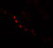 Dispatched RND Transporter Family Member 3 antibody, 6637, ProSci, Immunofluorescence image 