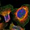 Trichomonas vaginalis antibody, NBP1-89196, Novus Biologicals, Immunofluorescence image 