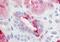 Prostaglandin E Receptor 2 antibody, NBP1-02379, Novus Biologicals, Immunohistochemistry paraffin image 