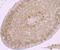 Proteasome Subunit Alpha 1 antibody, NBP2-75628, Novus Biologicals, Immunohistochemistry paraffin image 