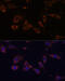 Mitochondrially Encoded ATP Synthase Membrane Subunit 6 antibody, 18-171, ProSci, Immunofluorescence image 