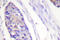 Tubulin antibody, LS-C176358, Lifespan Biosciences, Immunohistochemistry paraffin image 