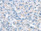 Inosine Triphosphatase antibody, CSB-PA910876, Cusabio, Immunohistochemistry frozen image 