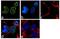 DPPA3 antibody, 711460, Invitrogen Antibodies, Immunofluorescence image 