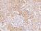 Tubulin Alpha 1b antibody, 207235-T08, Sino Biological, Immunohistochemistry paraffin image 