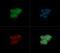 Synoviolin 1 antibody, NB100-2526, Novus Biologicals, Immunofluorescence image 