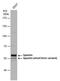 Spastin antibody, PA5-78179, Invitrogen Antibodies, Western Blot image 