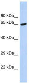 TATA-Box Binding Protein Associated Factor 6 Like antibody, TA343613, Origene, Western Blot image 