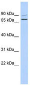 Taperin antibody, TA331412, Origene, Western Blot image 