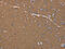 Aquaporin 4 antibody, CSB-PA579941, Cusabio, Immunohistochemistry frozen image 