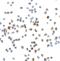 Vinculin antibody, 7809, ProSci, Immunocytochemistry image 