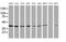 DnaJ Heat Shock Protein Family (Hsp40) Member B1 antibody, MA5-25375, Invitrogen Antibodies, Western Blot image 