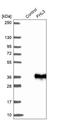Four And A Half LIM Domains 3 antibody, NBP1-91899, Novus Biologicals, Western Blot image 