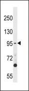 Dual specificity protein kinase TTK antibody, LS-C101206, Lifespan Biosciences, Western Blot image 