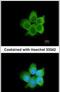 CACYBP antibody, PA5-22390, Invitrogen Antibodies, Immunofluorescence image 