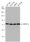 Heat Shock Protein Family A (Hsp70) Member 1 Like antibody, GTX105164, GeneTex, Western Blot image 