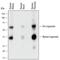 Legumain antibody, PA5-47271, Invitrogen Antibodies, Western Blot image 