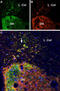 Solute Carrier Family 17 Member 6 antibody, GTX54871, GeneTex, Immunohistochemistry frozen image 