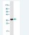 Iroquois Homeobox 1 antibody, H00079192-M04-100ug, Novus Biologicals, Western Blot image 