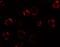 Anosmin 1 antibody, GTX32013, GeneTex, Immunofluorescence image 