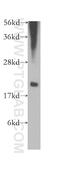 Cystatin F antibody, 12073-1-AP, Proteintech Group, Western Blot image 