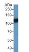 EPH Receptor A4 antibody, LS-C374806, Lifespan Biosciences, Western Blot image 