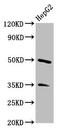 Phospholipase A1 member A antibody, CSB-PA018084LA01HU, Cusabio, Western Blot image 