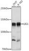 DNA Ligase 1 antibody, GTX55590, GeneTex, Western Blot image 