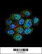 TSPY Like 6 antibody, 55-764, ProSci, Immunofluorescence image 