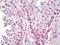 Piwi Like RNA-Mediated Gene Silencing 4 antibody, orb137234, Biorbyt, Immunohistochemistry paraffin image 